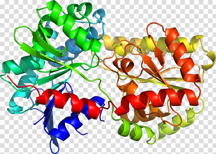 Chili pepper Tryptophan synthase Structural biology Toll Structure, Shigatoxigenic And Verotoxigenic Escherichia Coli transparent background PNG clipart