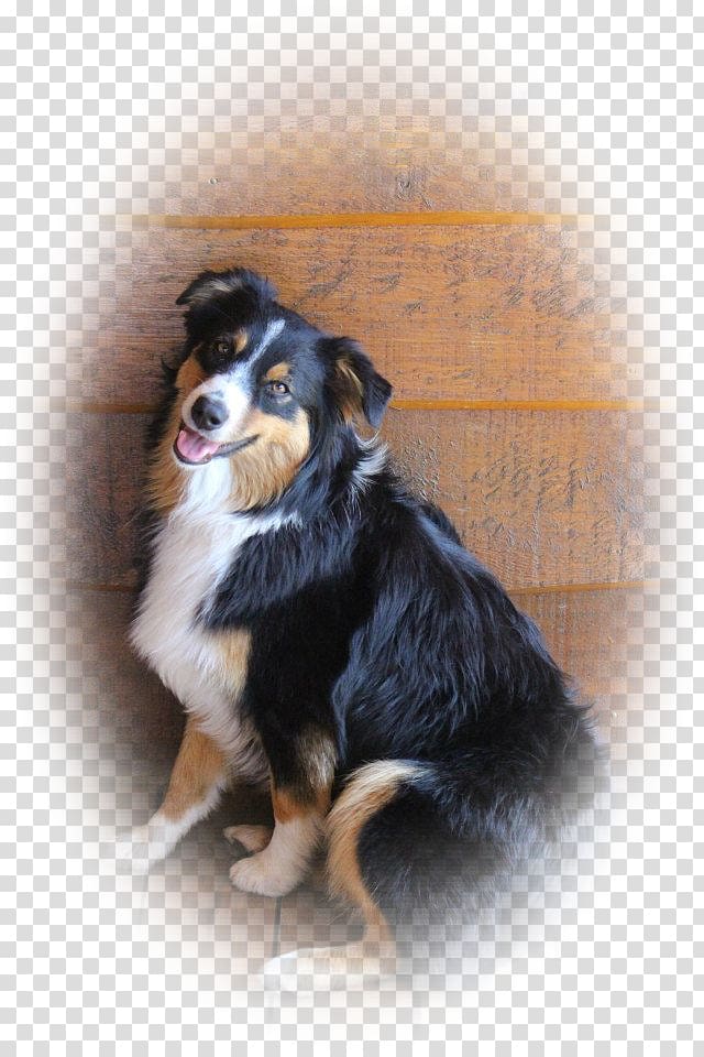 Dog breed Australian Shepherd Miniature American Shepherd English Shepherd Companion dog, others transparent background PNG clipart