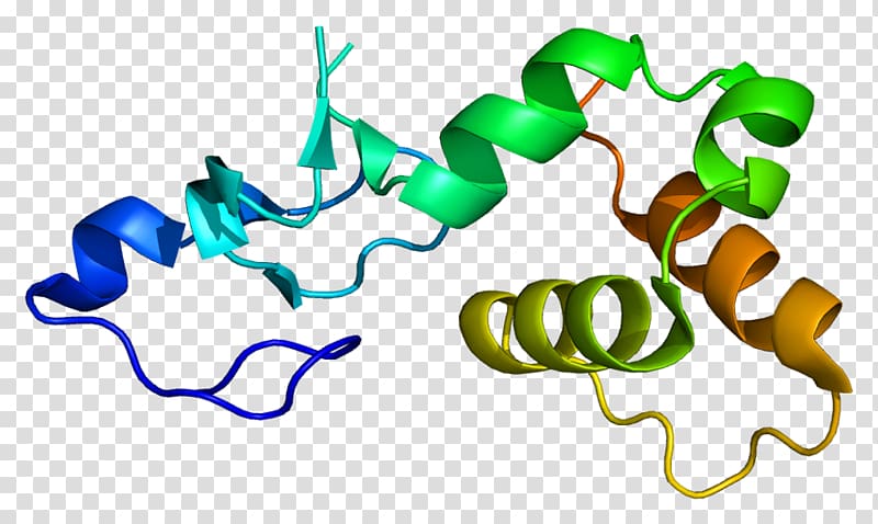 Protein p53 RFFL Gene Ubiquitin ligase, others transparent background PNG clipart