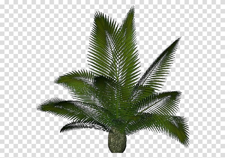 Arecaceae Sago palm Cycas rumphii Houseplant Cycas panzhihuaensis, plant transparent background PNG clipart