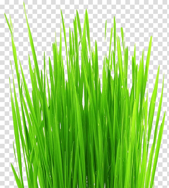 Lawn aerator Grass Weed, flourishing transparent background PNG clipart