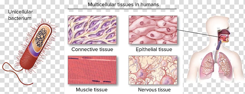 Connective tissue Epithelium Human body Nervous tissue, introduction transparent background PNG clipart