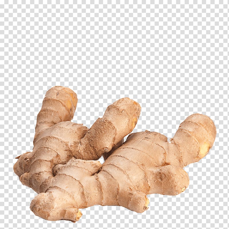 ginger rhizome clipart