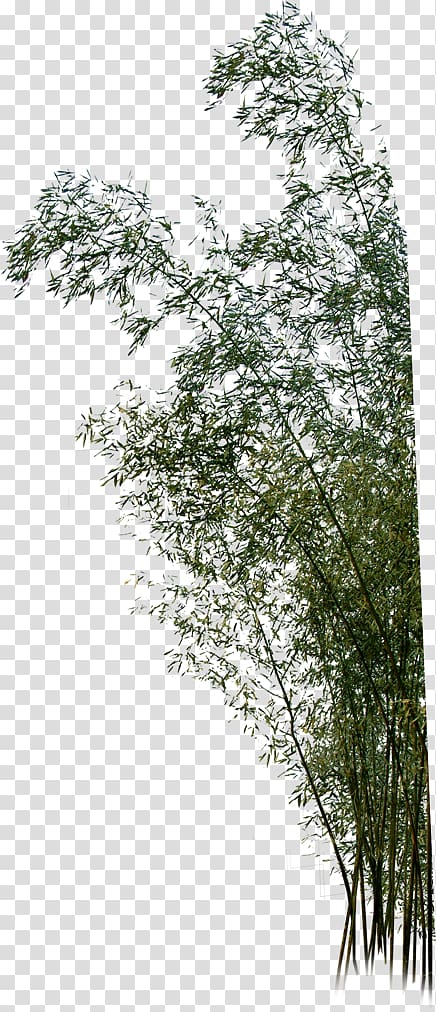 green tree, Bamboo Plane Advertising, Green Bamboo transparent background PNG clipart