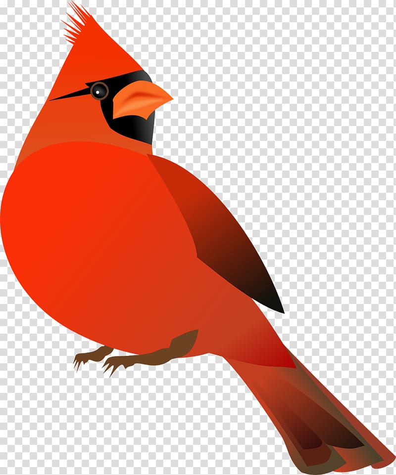 Northern cardinal St. Louis Cardinals Bird , Bird transparent background PNG clipart