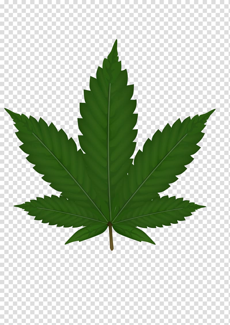 green leaf illustration, Cannabis sativa Leaf , Cannabis transparent background PNG clipart