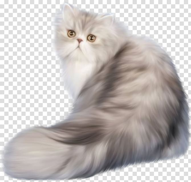 Persian cat Ferret Kitten , ferret transparent background PNG clipart