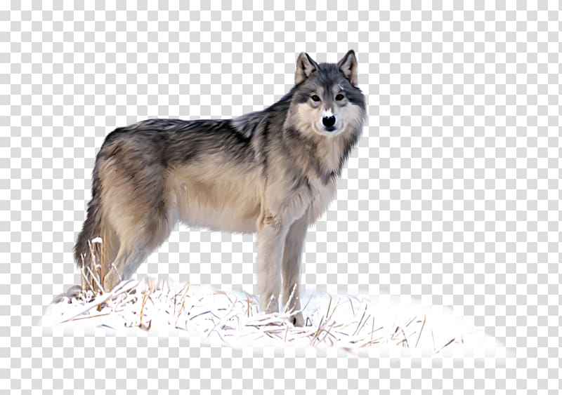 Siberian Husky Tamaskan Dog Saarloos wolfdog Utonagan Seppala Siberian Sleddog, Winter Snow Wolf transparent background PNG clipart