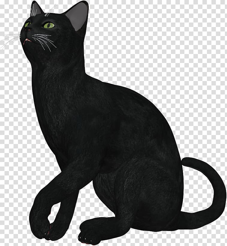 Bombay cat Burmese cat Korat German Rex American Wirehair, others transparent background PNG clipart