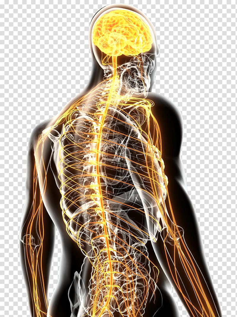 Nervous system Therapy Medicine Chiropractic Back pain, health transparent background PNG clipart