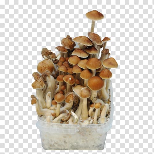Shiitake Bread Mushroom Fungus Cultivar, bread transparent background PNG clipart