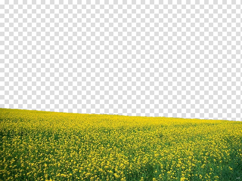 Flower Desktop Landscape Nature, sunflowers transparent background PNG clipart