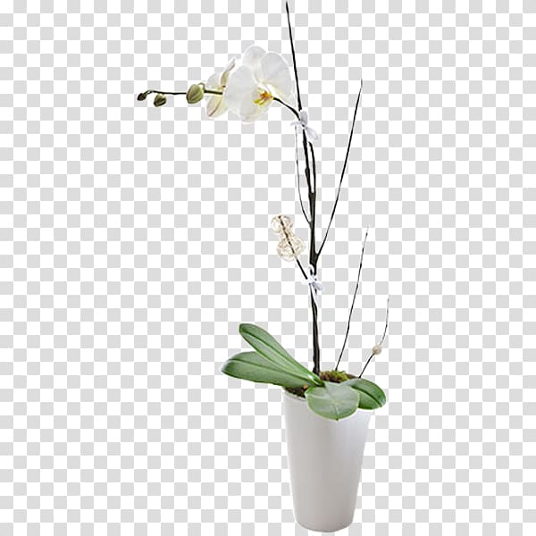 Floristry Moth orchids Flower bouquet, flower transparent background PNG clipart