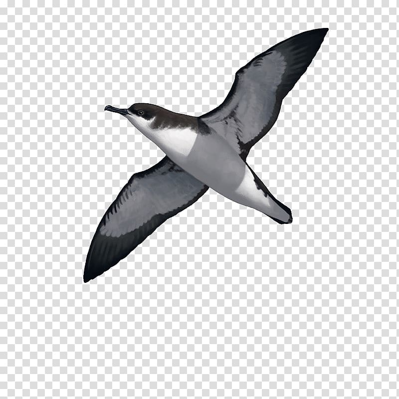 Seabird Manx shearwater Water bird Great-winged petrel, Bird transparent background PNG clipart