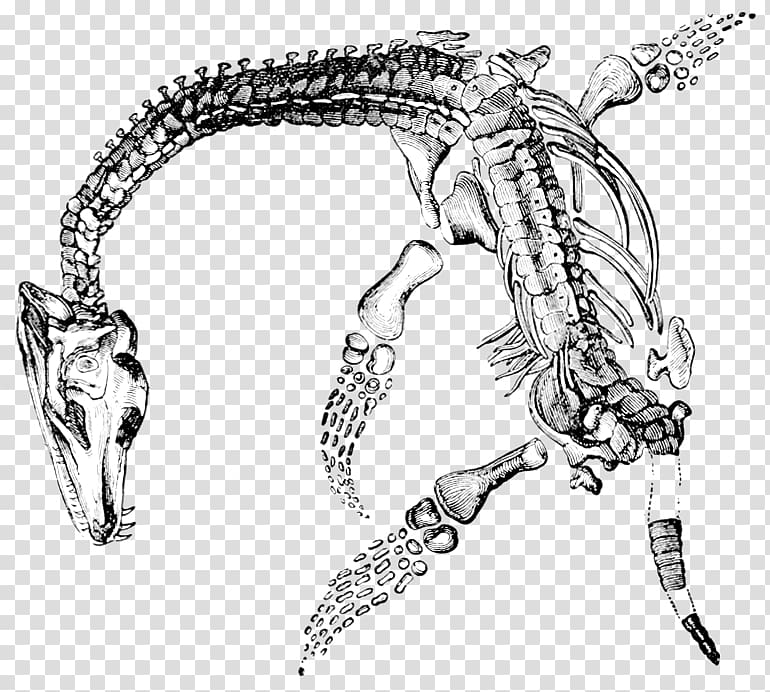 Elasmosaurus Plesiosauria Plesiosaurus Fossil Jurassic Coast, dinosaur transparent background PNG clipart