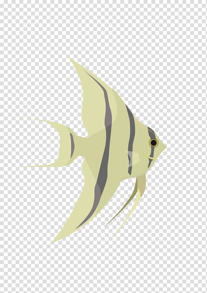 Angelfish , others transparent background PNG clipart