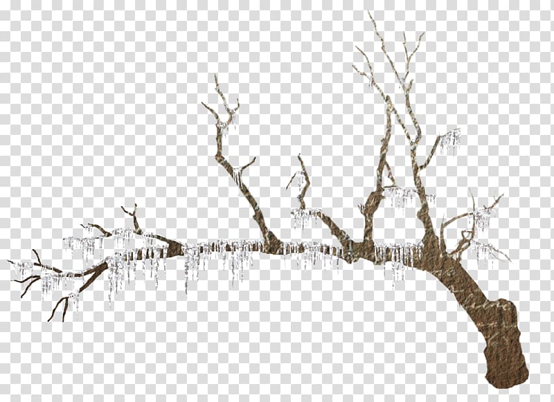 snow-covered branches transparent background PNG clipart