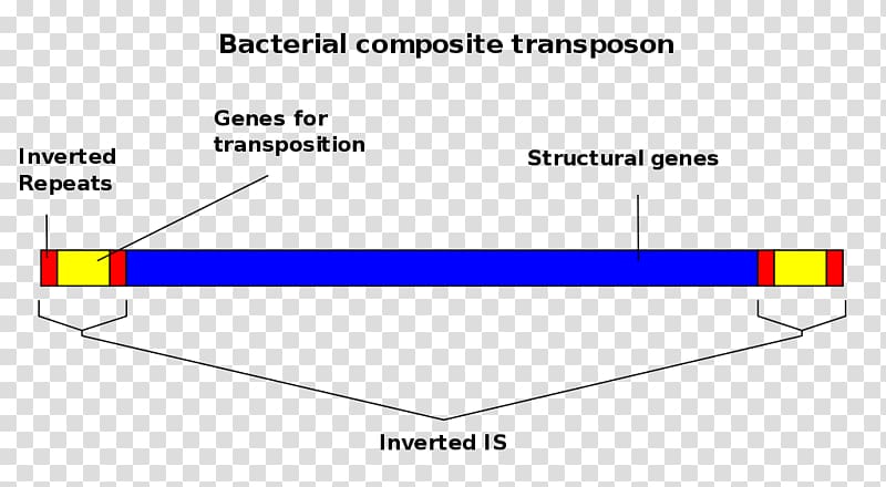 Transposable element Insertion sequence Mobile genetic elements Genome, son transparent background PNG clipart