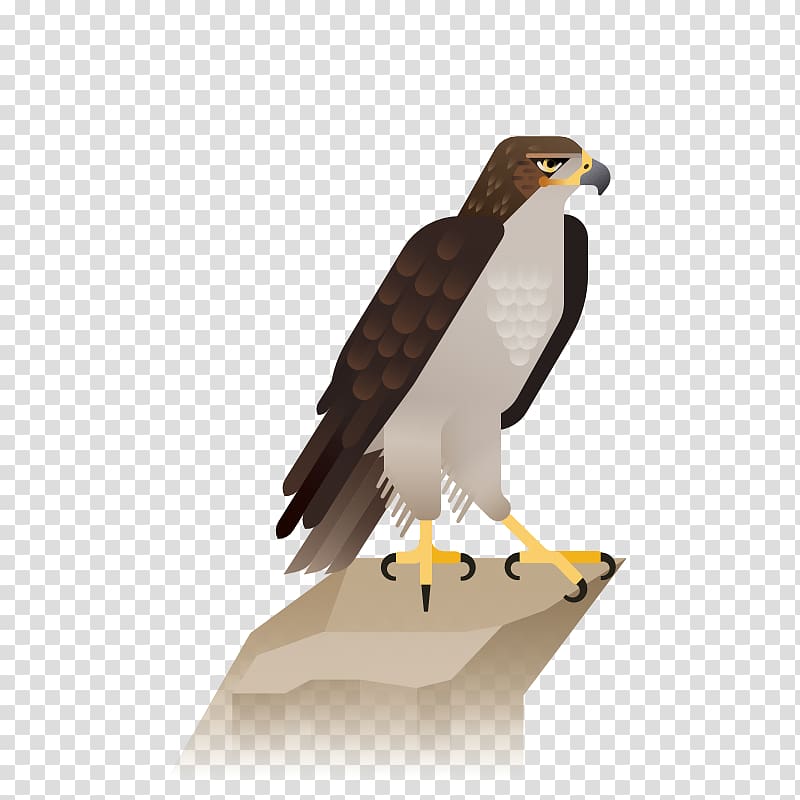 Bald Eagle Hawk Illustration, eagle transparent background PNG clipart