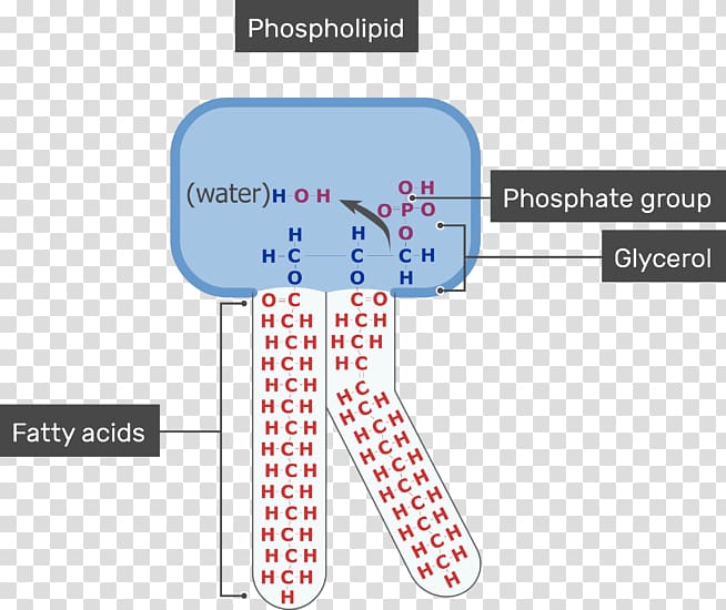 Cell membrane Lipid bilayer Phospholipid Biological membrane, others transparent background PNG clipart