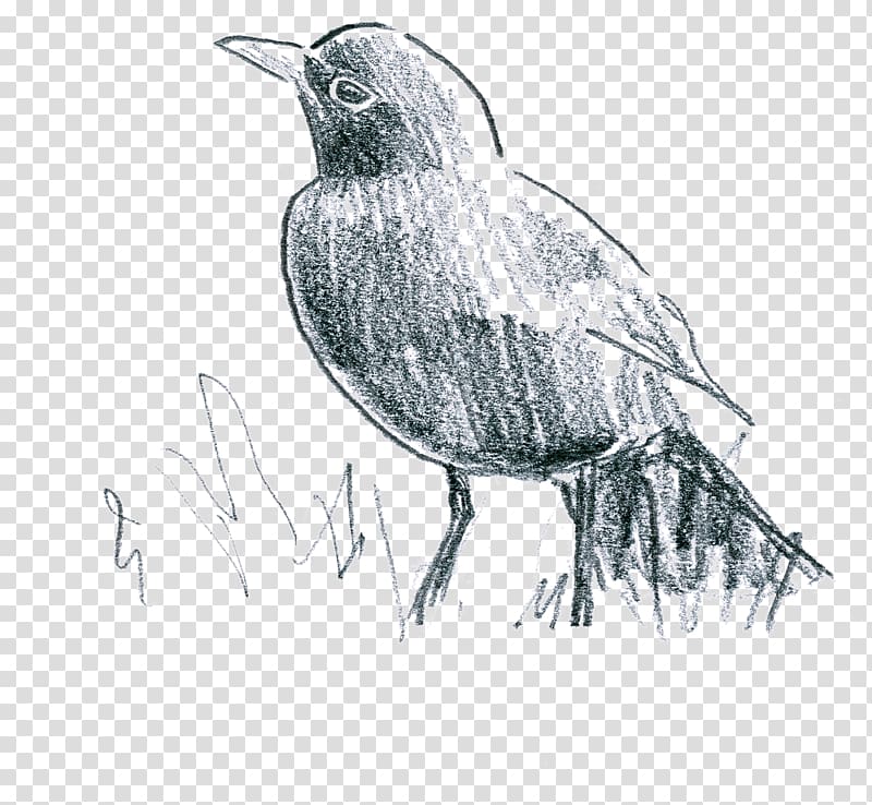 Common blackbird American crow Earthworm Le parfum des lilas (Chanson tzigane), merle noir transparent background PNG clipart