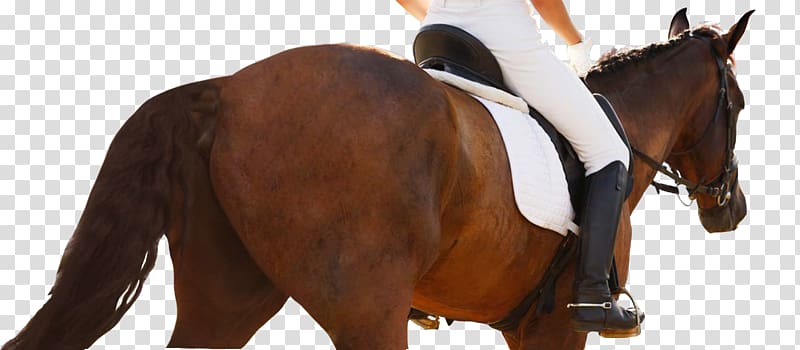 Horse Equestrian Centre Dressage Show jumping, horse transparent background PNG clipart