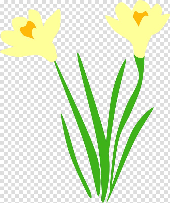 Narcissus pseudonarcissus , flora transparent background PNG clipart