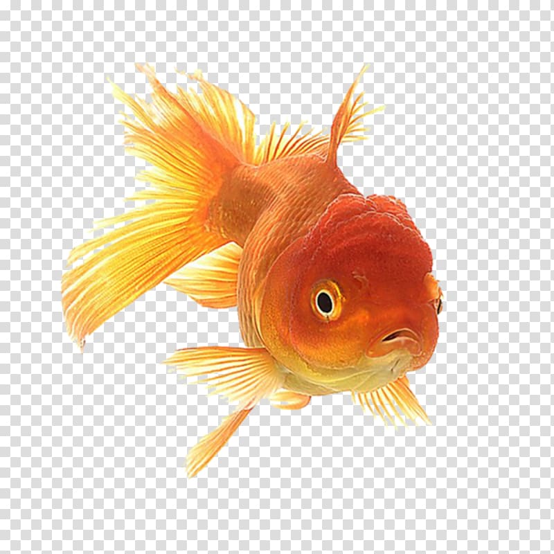 Oranda Ryukin Animation Giphy, Aquarium transparent background PNG clipart