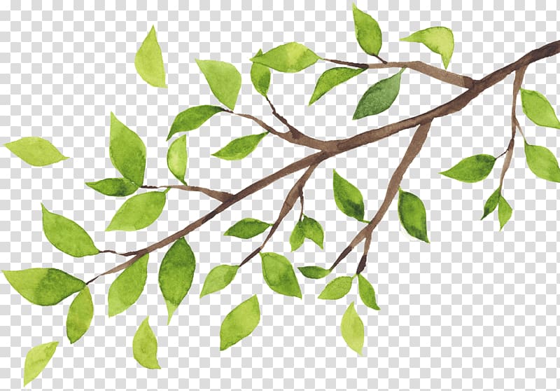 Twig Tree Branch Organization Leaf, tree transparent background PNG clipart
