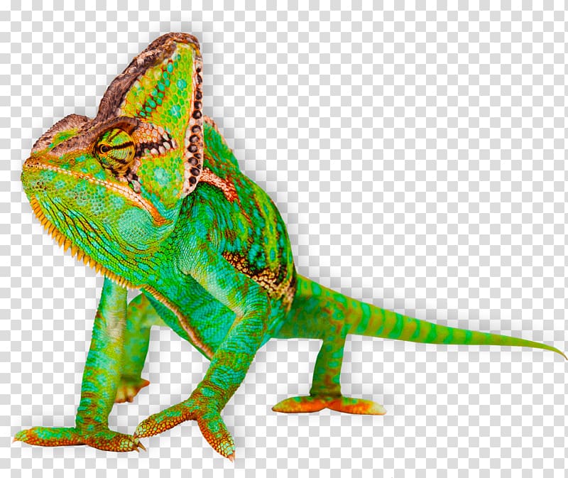 Chameleons Veiled chameleon Dragon Lizards , lizard transparent background PNG clipart