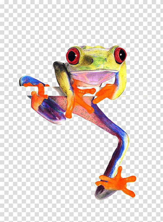 Red-eyed tree frog Amphibian True frog, frog transparent background PNG clipart
