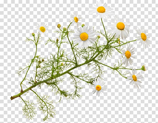 Roman chamomile Herbal tea Essential oil, Chamaemelum Nobile transparent background PNG clipart