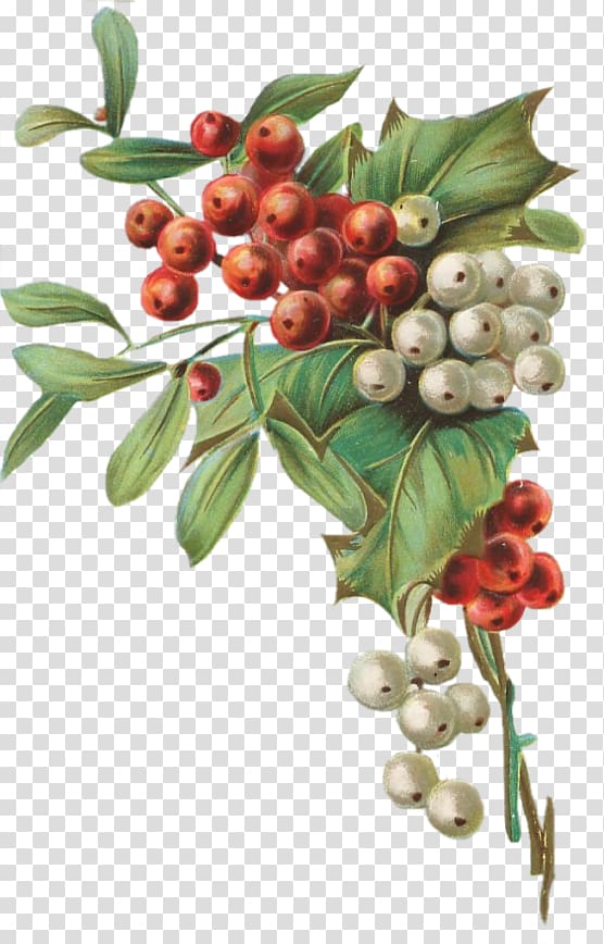 Pink peppercorn Kona coffee Aquifoliales Lingonberry, houx transparent background PNG clipart