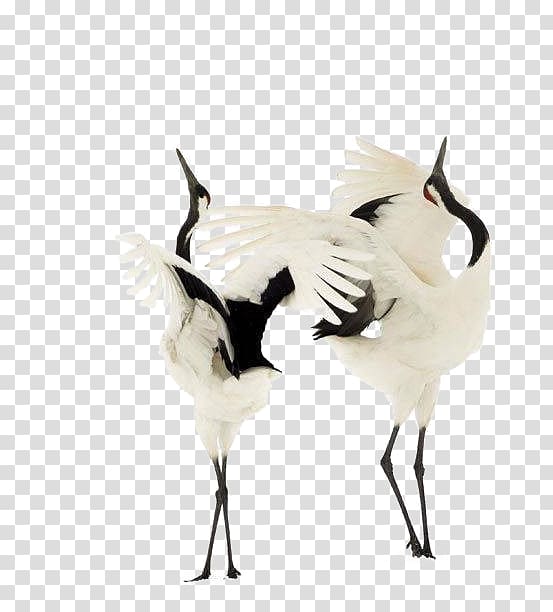 Red-crowned crane Bird Dance Sandhill crane, Red-crowned Crane transparent background PNG clipart