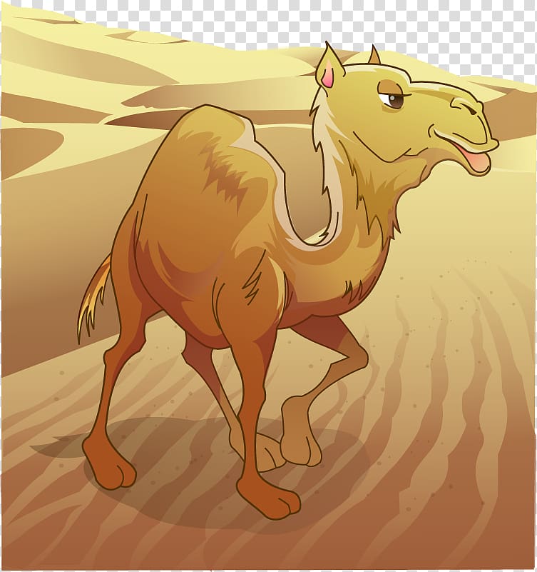 Dromedary Bactrian camel Desert , painted desert camel transparent background PNG clipart