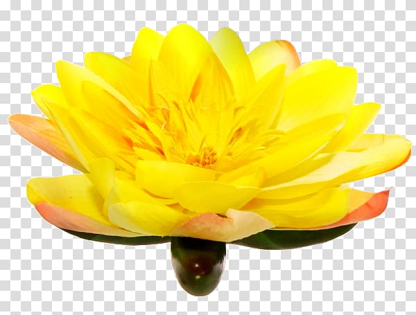 Yellow Blue Flower Violet Chrysanthemum, others transparent background PNG clipart