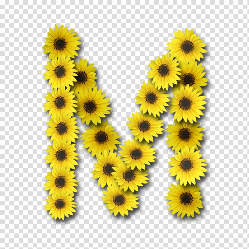Letter M sunflowers illustration, Letter case Alphabet ...