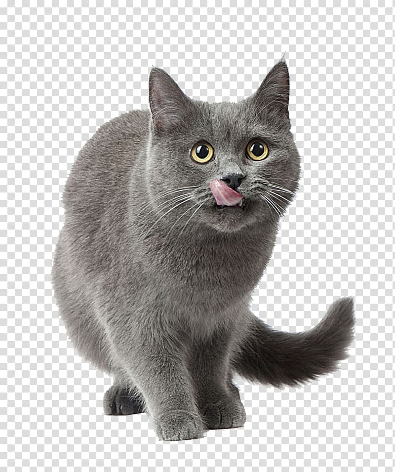 short-coated gray cat, Russian Blue American Shorthair Cat food Kitten Dog, Gray cat transparent background PNG clipart