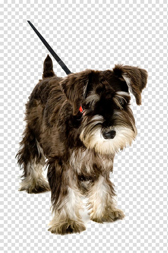 Pet sitting Puppy Miniature Schnauzer Leash Dog walking, puppy transparent background PNG clipart