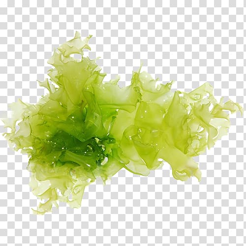 Green algae Seaweed , others transparent background PNG clipart