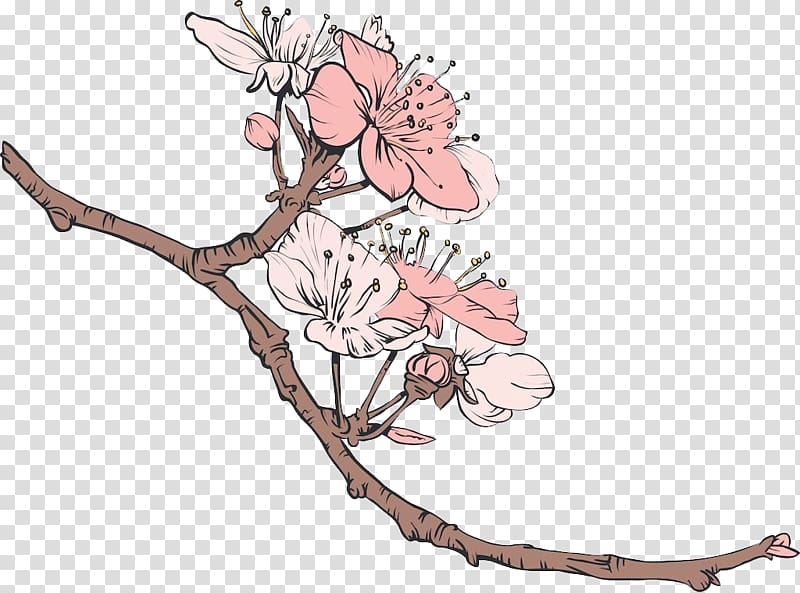 Cherry blossom Illustration, Sketch illustration cherry transparent background PNG clipart