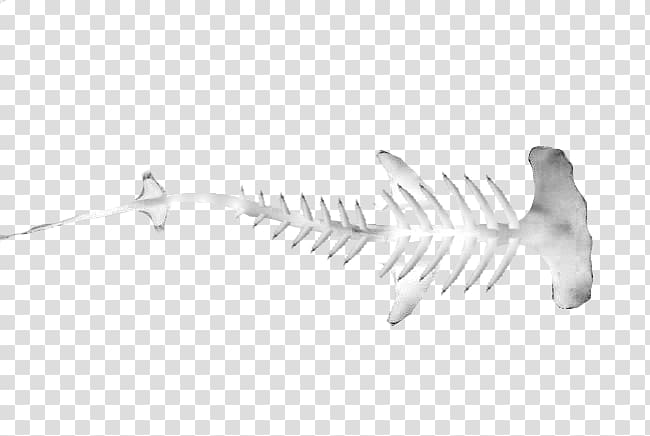 Hammerhead shark Vertebrate Great hammerhead Skeleton, Shark Skeleton transparent background PNG clipart