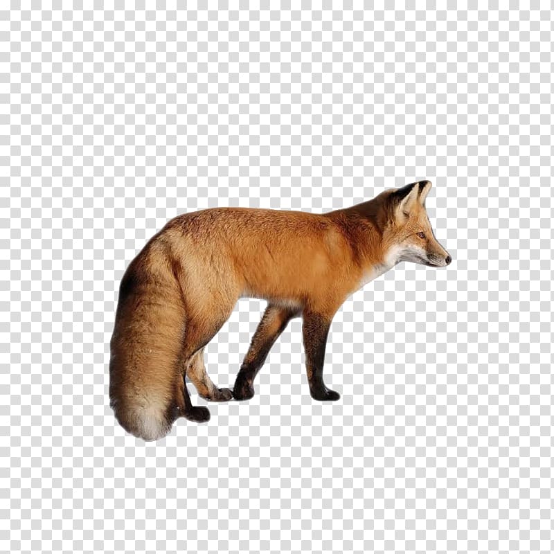Red fox , fox transparent background PNG clipart