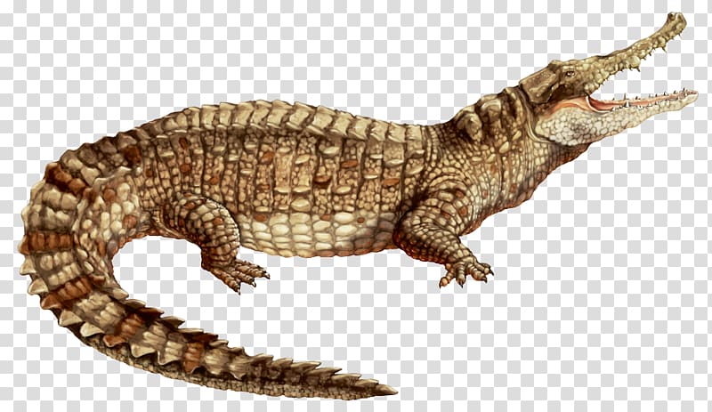 Nile crocodile Alligator Colombia American crocodile Spectacled caiman, Caiman transparent background PNG clipart