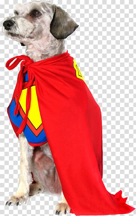Halloween costume Puppy Pet Boston Terrier, puppy transparent background PNG clipart