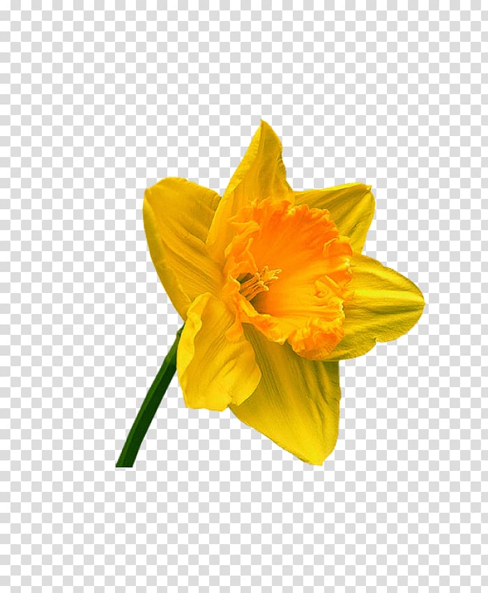 Narcissus Petal Cut flowers, others transparent background PNG clipart