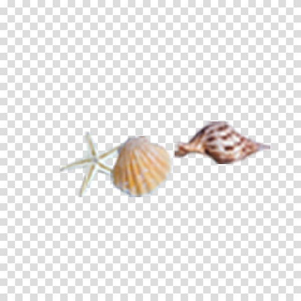 Seashell Sea snail Conch, conch,shell transparent background PNG clipart