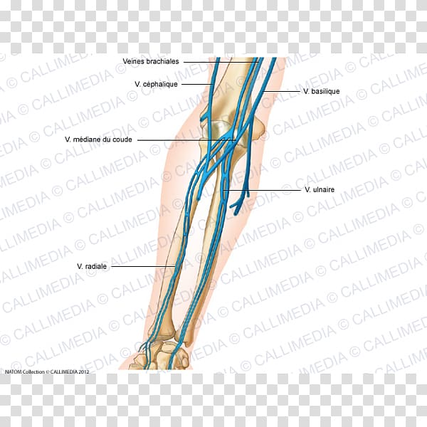 Vein Elbow Forearm Anatomy Artery, hand transparent background PNG clipart