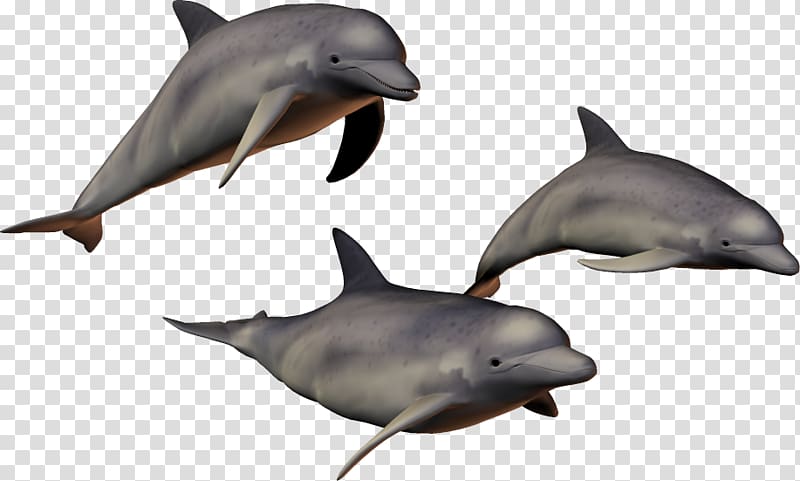 Dolphin , Dolphins transparent background PNG clipart