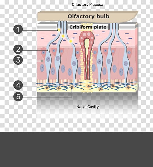 Olfactory mucosa Mucous membrane Olfactory nerve Olfaction Olfactory epithelium, nasal epithelial cells transparent background PNG clipart
